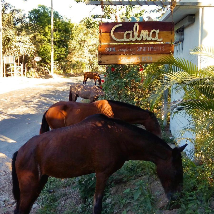 Calma Apartments Costa Rica 말파이스 외부 사진